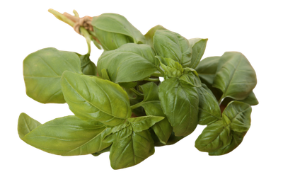 Зелень Базилик (ОД)