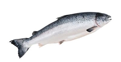 Лосось 5-6 Чили Blumar