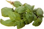 Зелень Базилик (ОД)