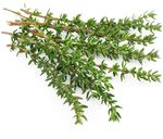 Зелень Тимьян (ОД)