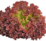 Салат "Лолло Росса" 1кг (ОД)