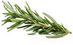 Зелень Розмарин свежий Зелень Розмарин свежий